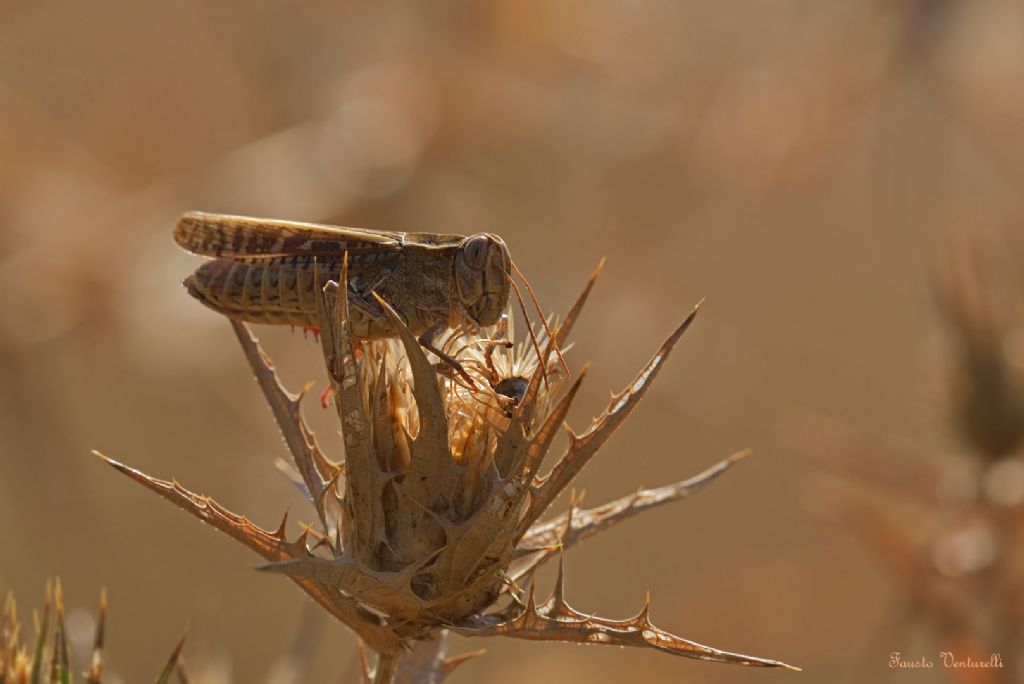 Acrididae:  Calliptamus sp.